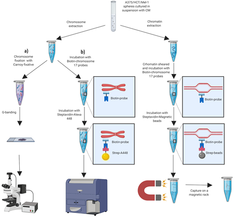A simultaneous detection system of chromosomal alterations by sequencing, cytometry and imaging