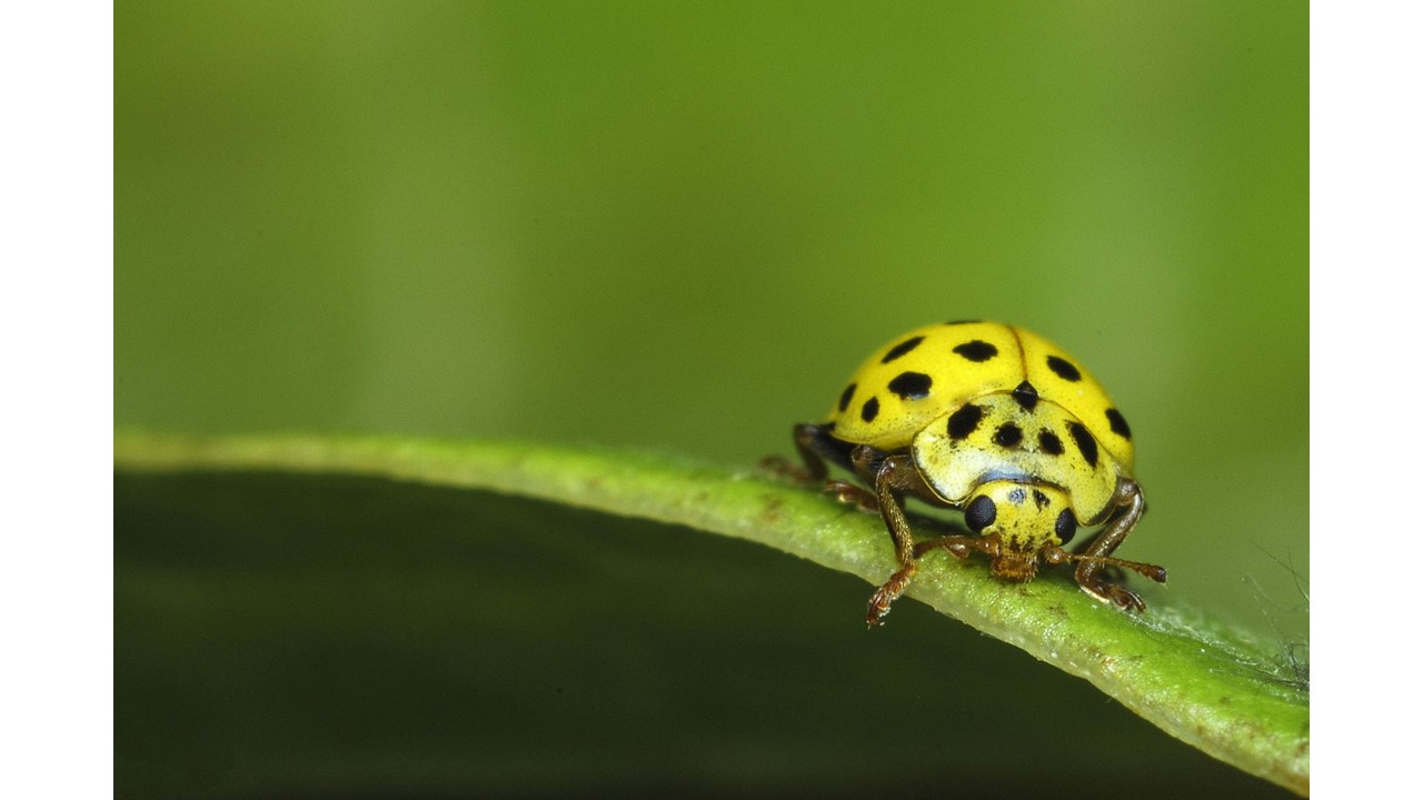 Seeking Effective, Safe and Effortless Solutions to Kill or Repel Crawling Insects