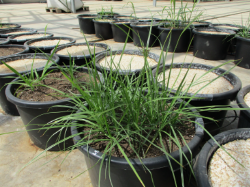 Sustainable mulching of liquid application for weed control in perennial crops.