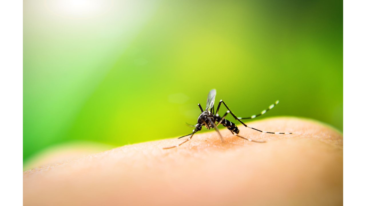 Seeking Effective, Safe and Effortless Solutions to Kill or Repel Mosquitos.