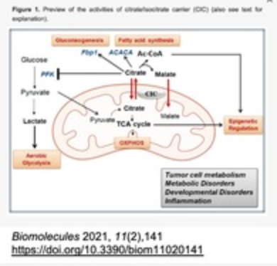 Discovery and Validation of novel inhibitor compounds of the mitochondrial carrier SLC25A1 as anti-tumor agents