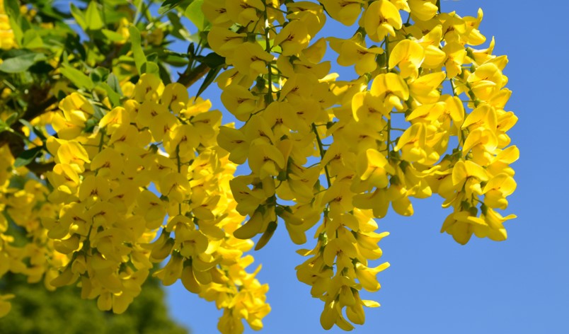 Cytisine - Smoking cessation agent Cytisine - Smoking cessation agent