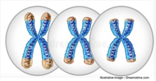 Measuring Exact Telomere Length