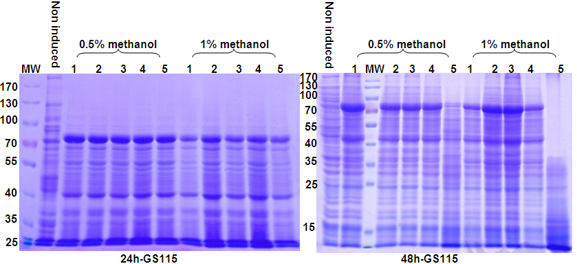 Yeast Expression System Service