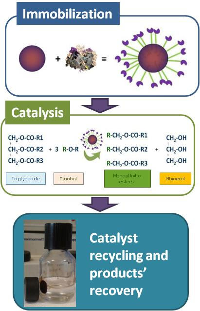 Use Of Immobilized Enzymes In The Synthesis Of Biodiesel