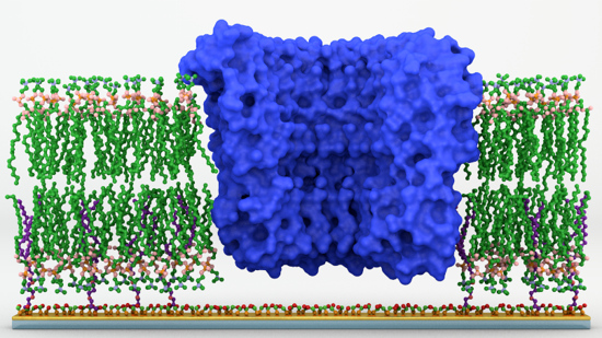 Enabling Technology Platform To Study Proteins In Membranes