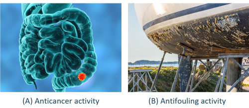 Cyanobacterial bioactive compounds for Anticancer and Antifouling activity