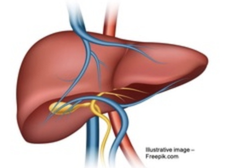Serologic Assay of Liver Fibrosis