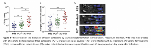Imaging Platform for IBD Drug Discovery