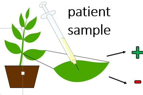 Plant-based Diagnostic Kit to Detect Sick and Recovered SARS-CoV-2 Virus Patients