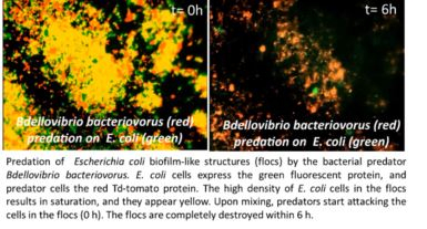 Biological Control of Biofilms With Carriers Encapsulating Microbial Predators